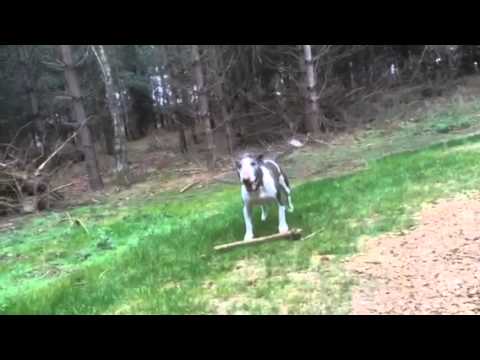 Bull Terrier with stick