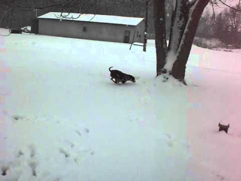Bull Terrier's First Time in the Snow