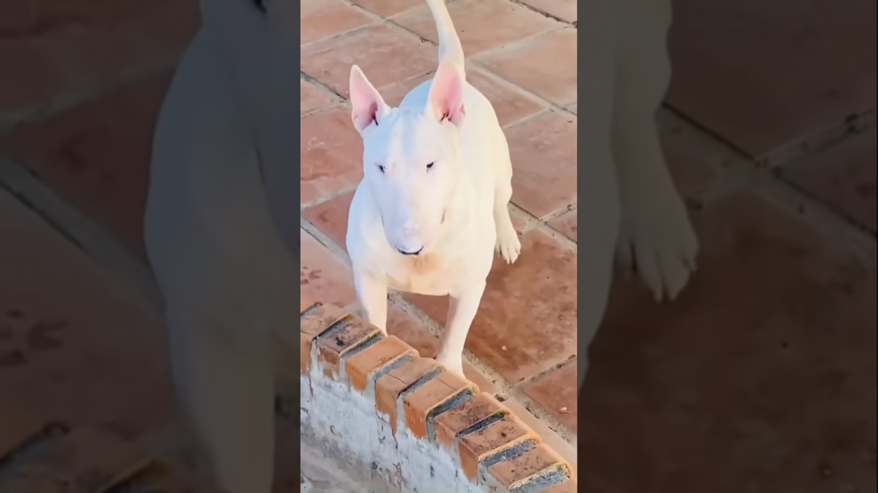 Bull terrier’s yard #youtubeshorts #dogbreed #ytshorts