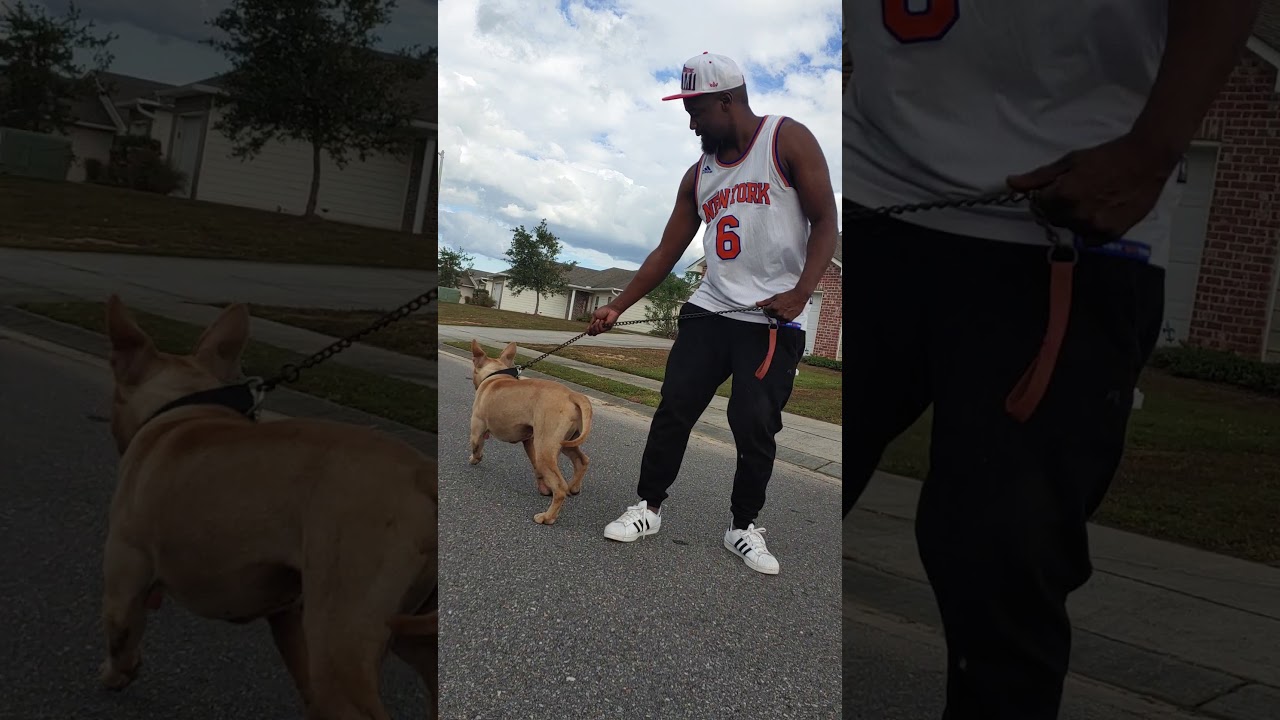 ❌BULLDOG❌ APBT GAME BRED