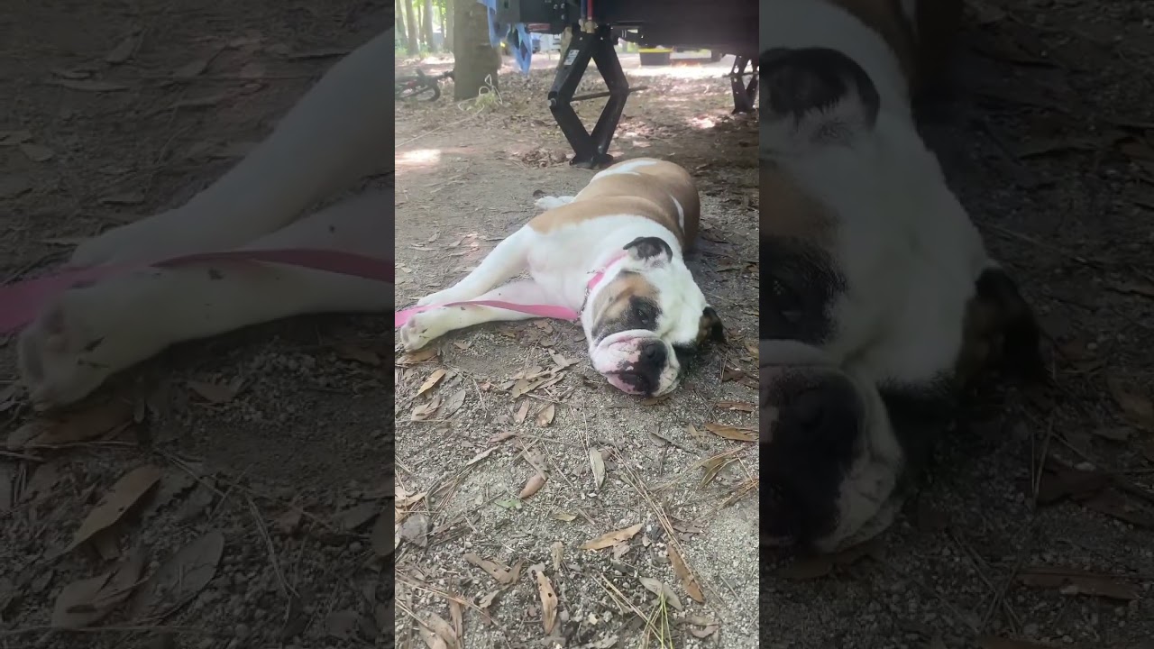 Bulldog Beach Hacks! 🐶 🏖️