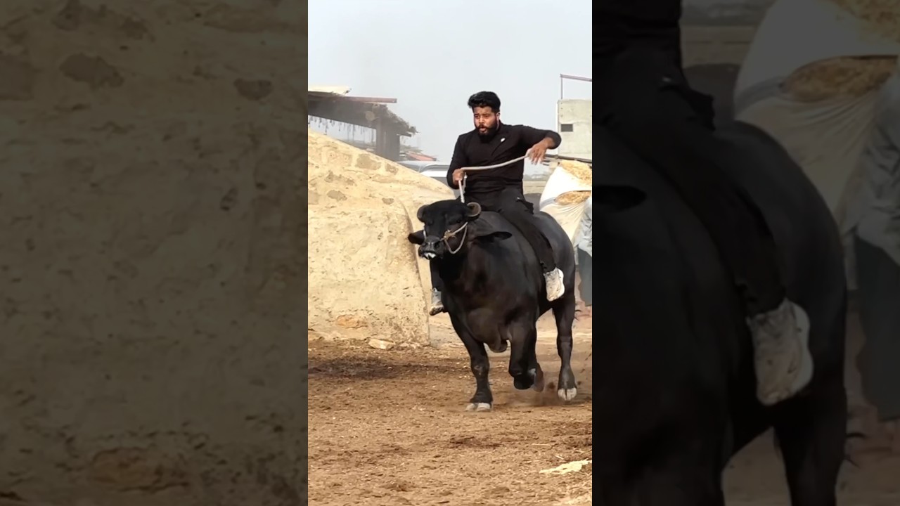 Bullfighter program to warr gya #cow #syedfahad