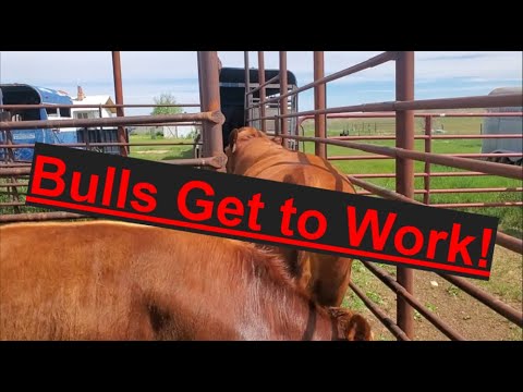 Bulls Turned Out for Breeding | Beef Cattle | Summer Ranch Work