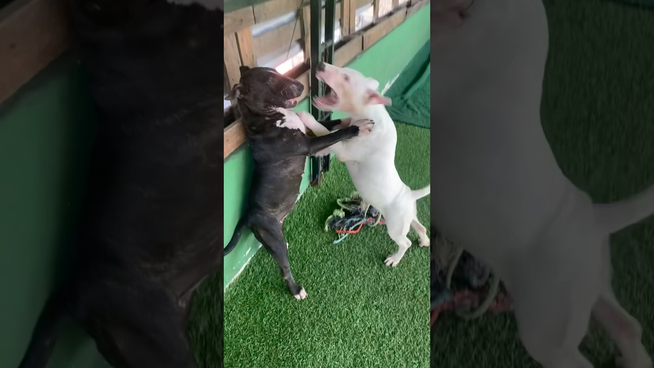 Bullterrier 21weeks Pakistani puppy vs 10 month Morfil puppy  #bullterrier