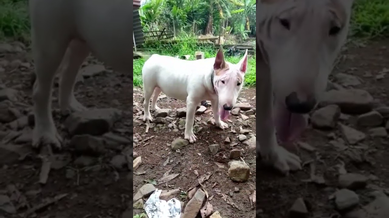 BULLTERRIER BETINA USIA 7 BULAN CUCU IMPORT HARGA 8 JUTA
