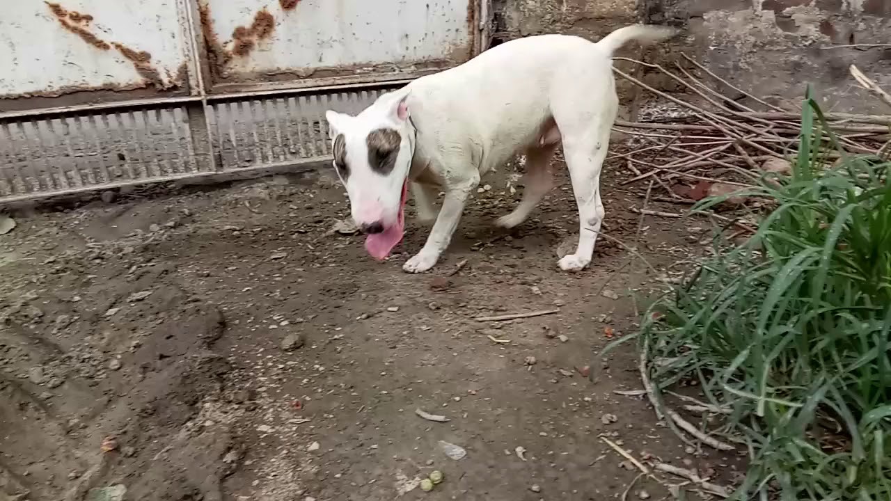 BULLTERRIER Femal on heat