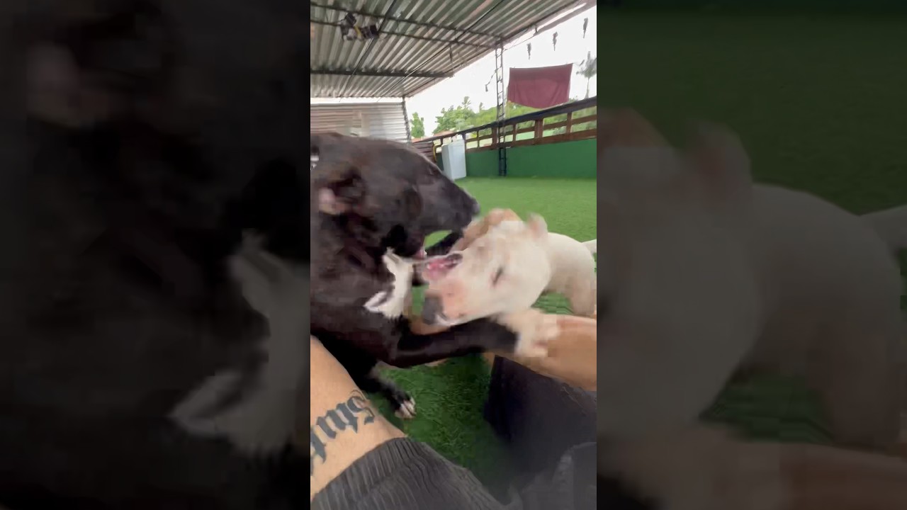 #Bullterrier fight / #Morfil vs #Zorero Bulls/ 6 month Both/ puppys / #agressiv