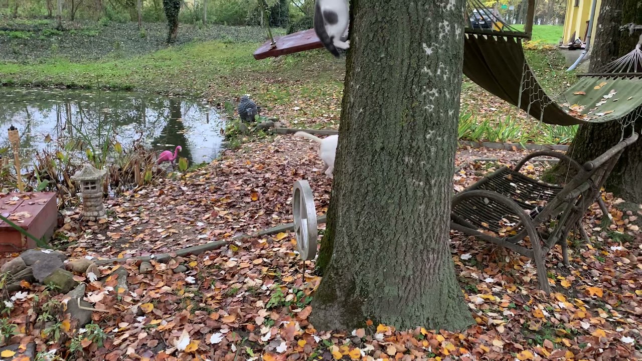 Bullterrier gets bamboozled by disappearing cat.