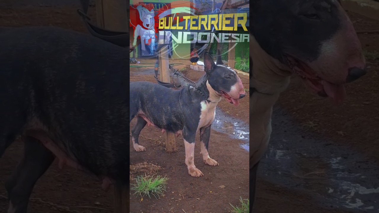 BULLTERRIER IMPORT #shorts #bullterrier #bullterrierindonesia