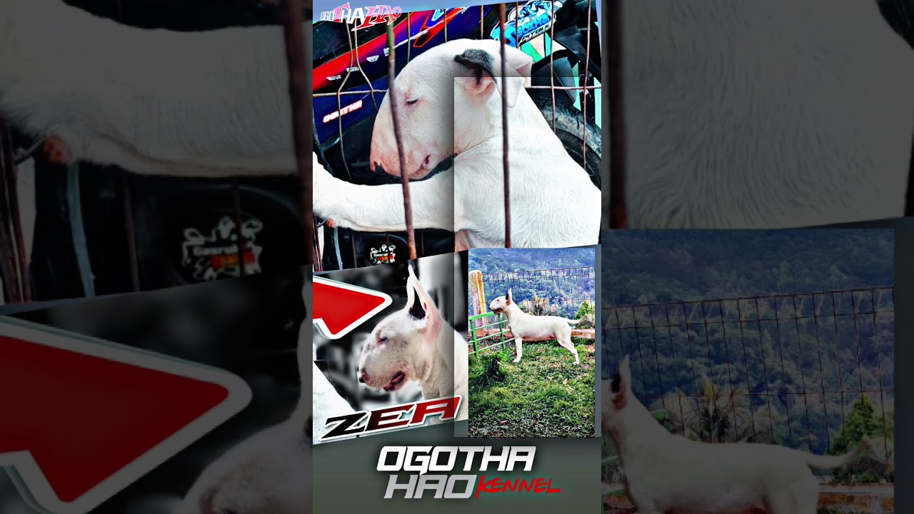 BULLTERRIER INDONESIA Bloodline IMPORT #bullterrier #anjingpeliharaan #bullterrierlovers