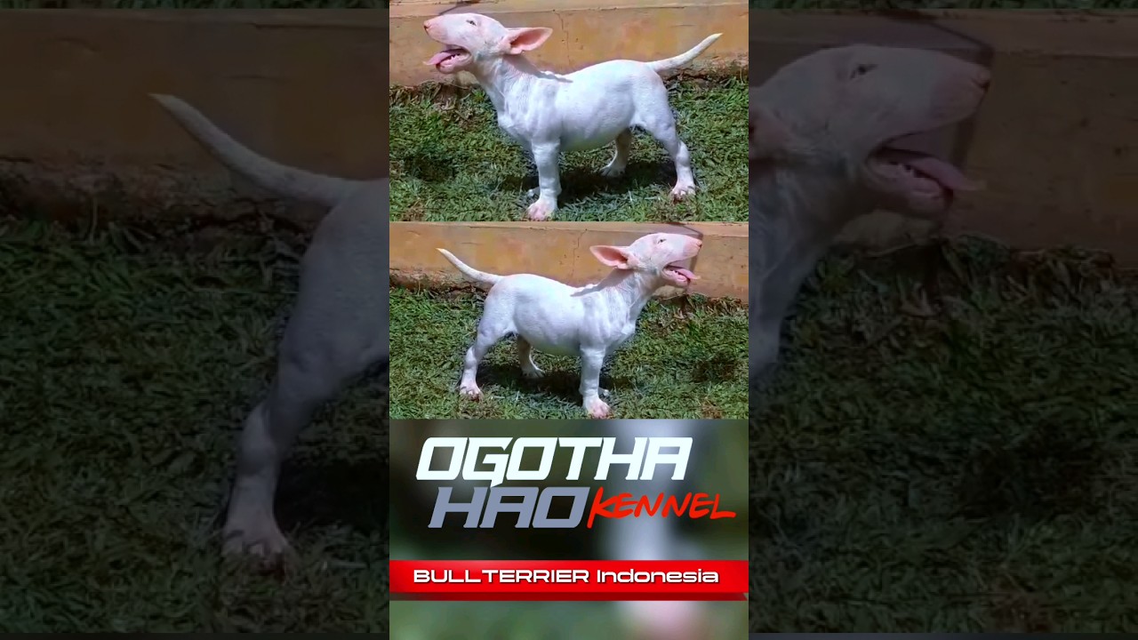 BULLTERRIER INDONESIA ❗PUPPIES #shorts #bullterrier #bullterrierindonesia #doglovers