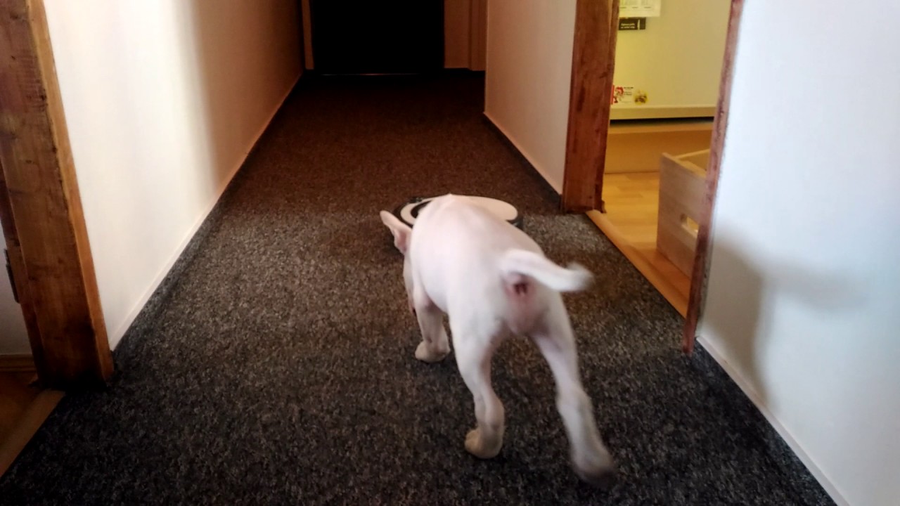 Bullterrier Ozzy