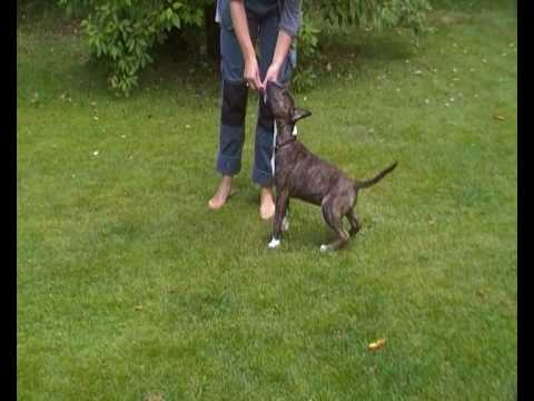 Bullterrier puppy Helmer 14 weeks - 