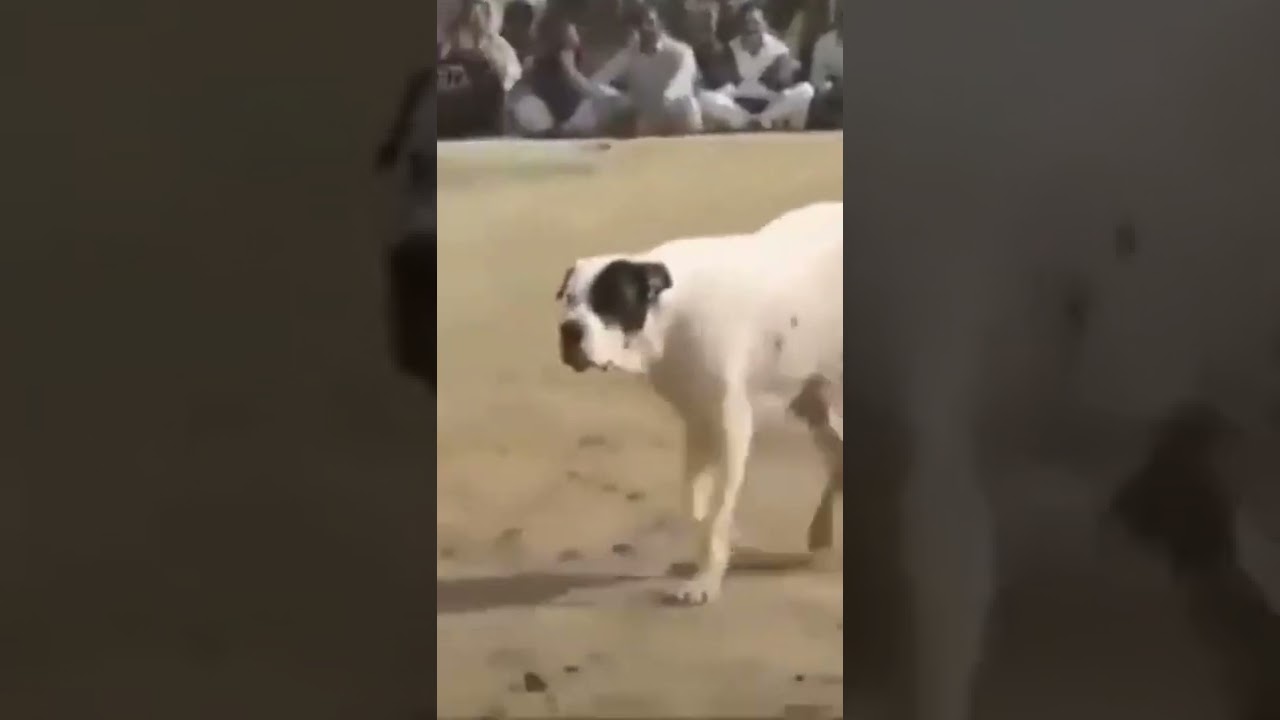 #bully kutta#real fight#pakistani bully#fight video#viral short video