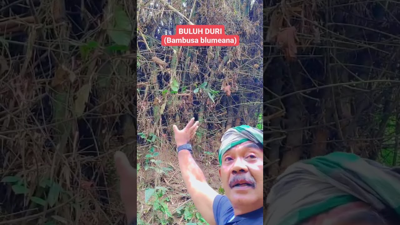 BULUH DURI #shortvideo #dialect #youtubeshorts #buluh #rambocastello