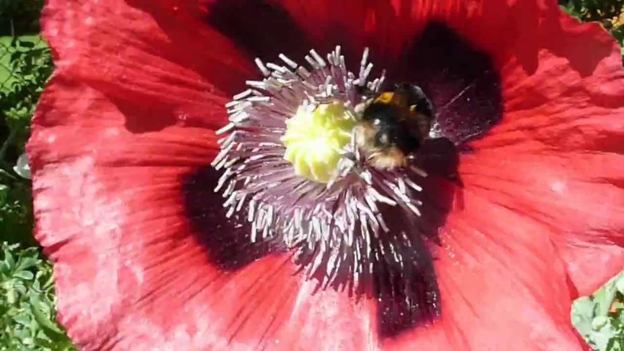 Bumble Bee enjoying a Poppy