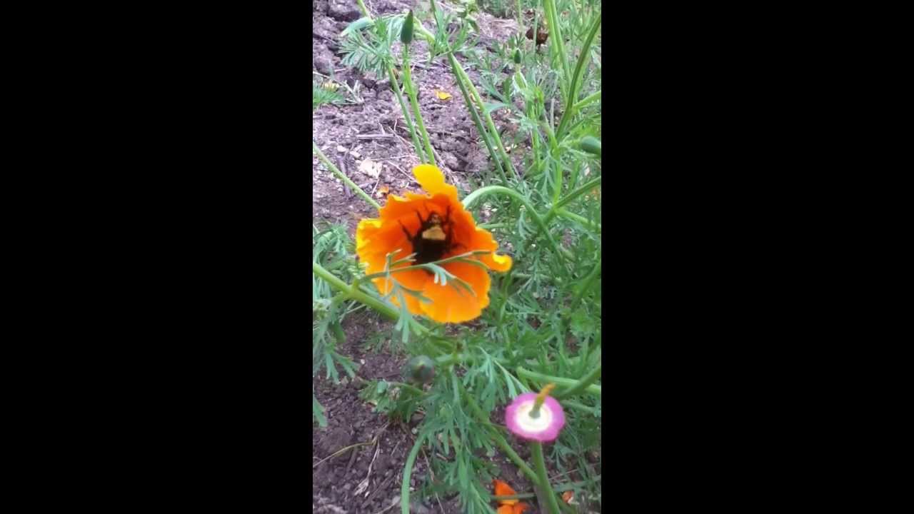 bumblebee heart poppy