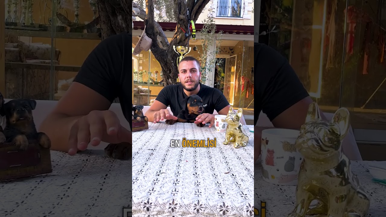 Bunları Bilmeden Yavru Köpek Sahiplenme..!