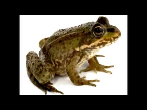 bunyi katak