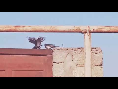 Bura gel qacama menen