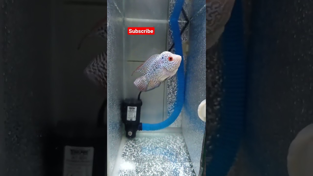 Burayak Louhan Cencu size 5 cm