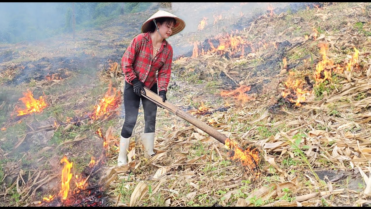 Buring stubble on corn fields, harvest pumpkins, fertilize and care for watermelons.