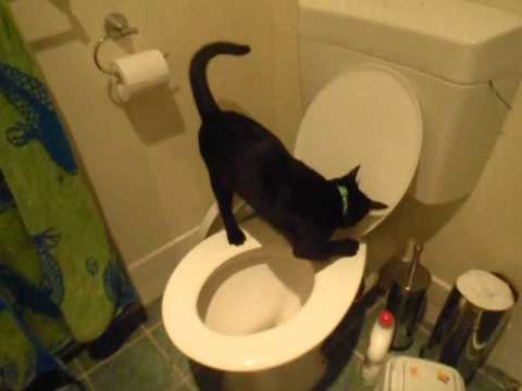 Burmese x Siamese Kitten/Cat pees in Human Toilet! Flushes it too!