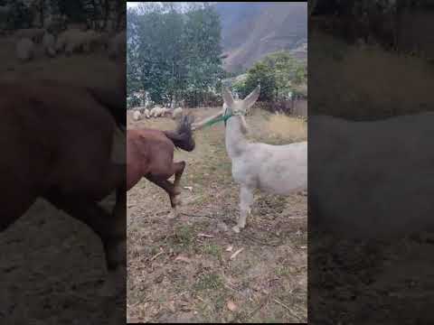burro monta a la yegua  #uchumarca #bolivar