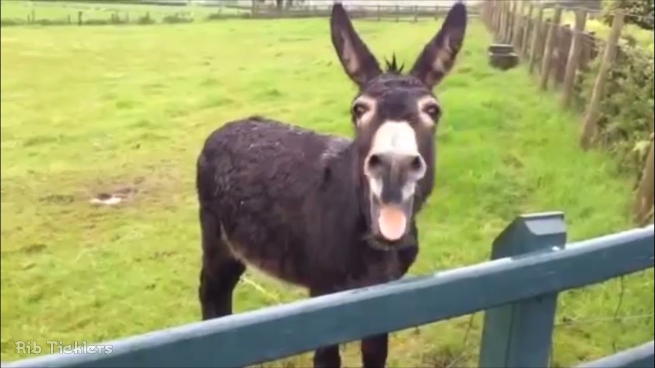 Burro rebuznando 👍  Hi-aaa, hi-aaa