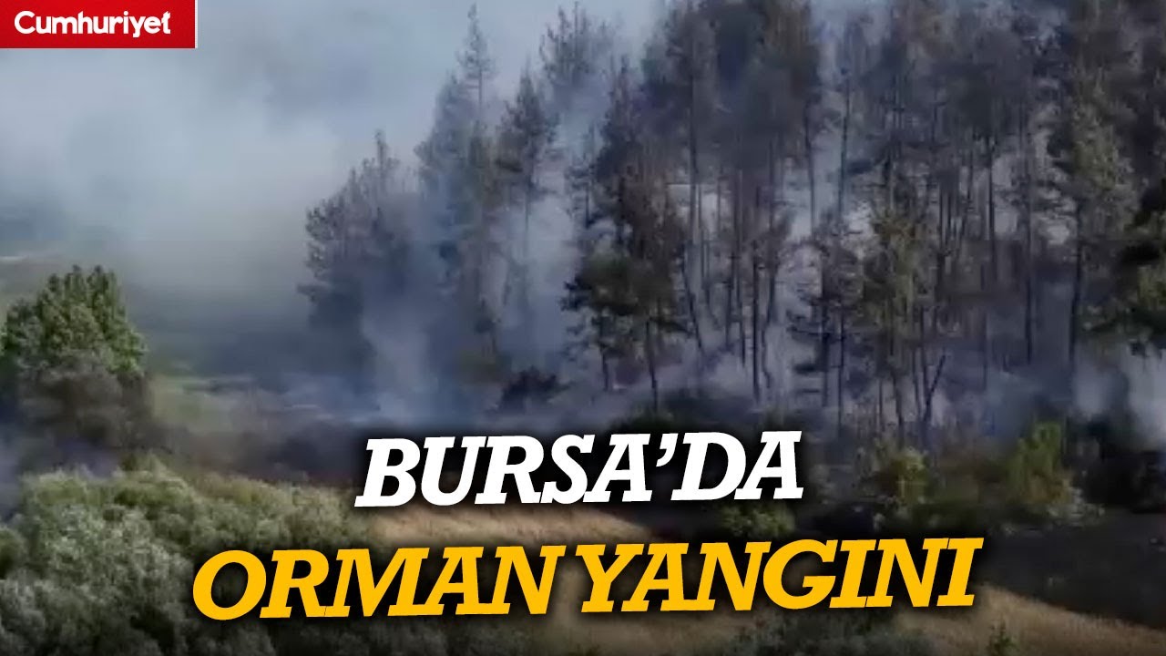 Bursa'da orman yangını