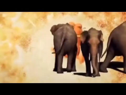 “Bury me in Elephant Green Screen Effect”