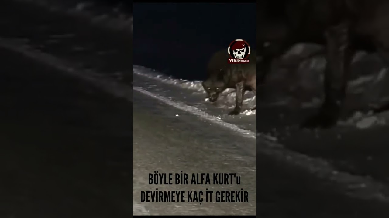 BÖYLE BİR ALFA KURT'u DEVİRMEYE KAÇ İT GEREKİR #shorts #keşfet #short #shortvideo #shortsvideo