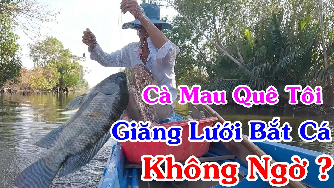 Cà Mau Quê Tôi - Hôm Nay Cùng Chú Ba Đi Giăng Lưới Bắt Cá #huycamauvlog #camau #cauca