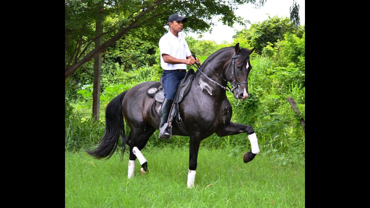 Caballos Iberoamericanos en Nicaragua - Lo Mas Viral en Tik Tok