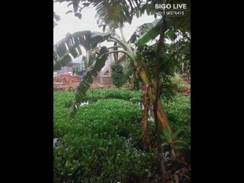 cac ban co thay lang que cua minh .co tho mong khong💗👍#bigolivevideo