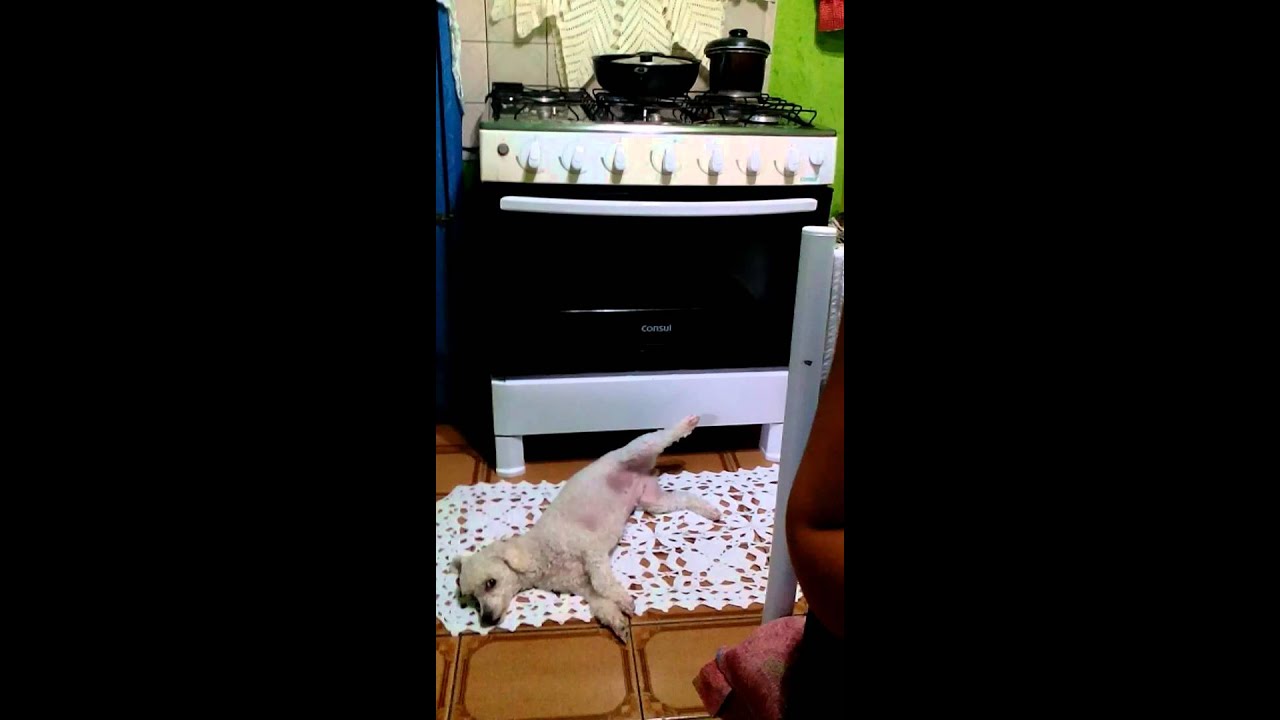 Cachorrinha de pernas abertas...