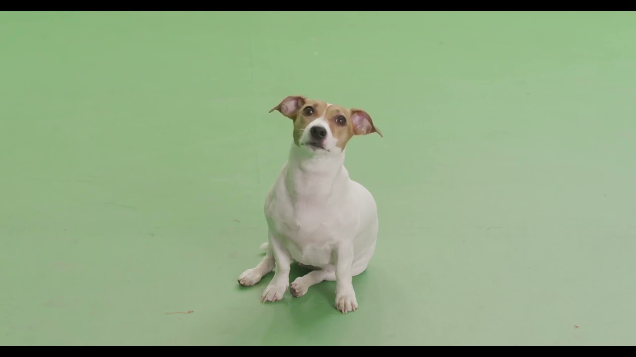 Cachorro | CHROMA KEY (Green Screen) Efeito Fundo Verde Animação Download