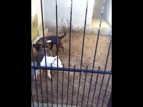 cachorro cruzando fêmea