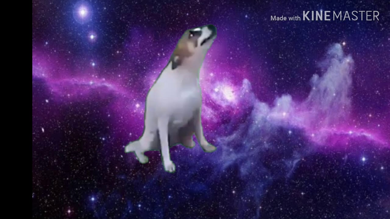 Cachorro dançando no espaço 😂