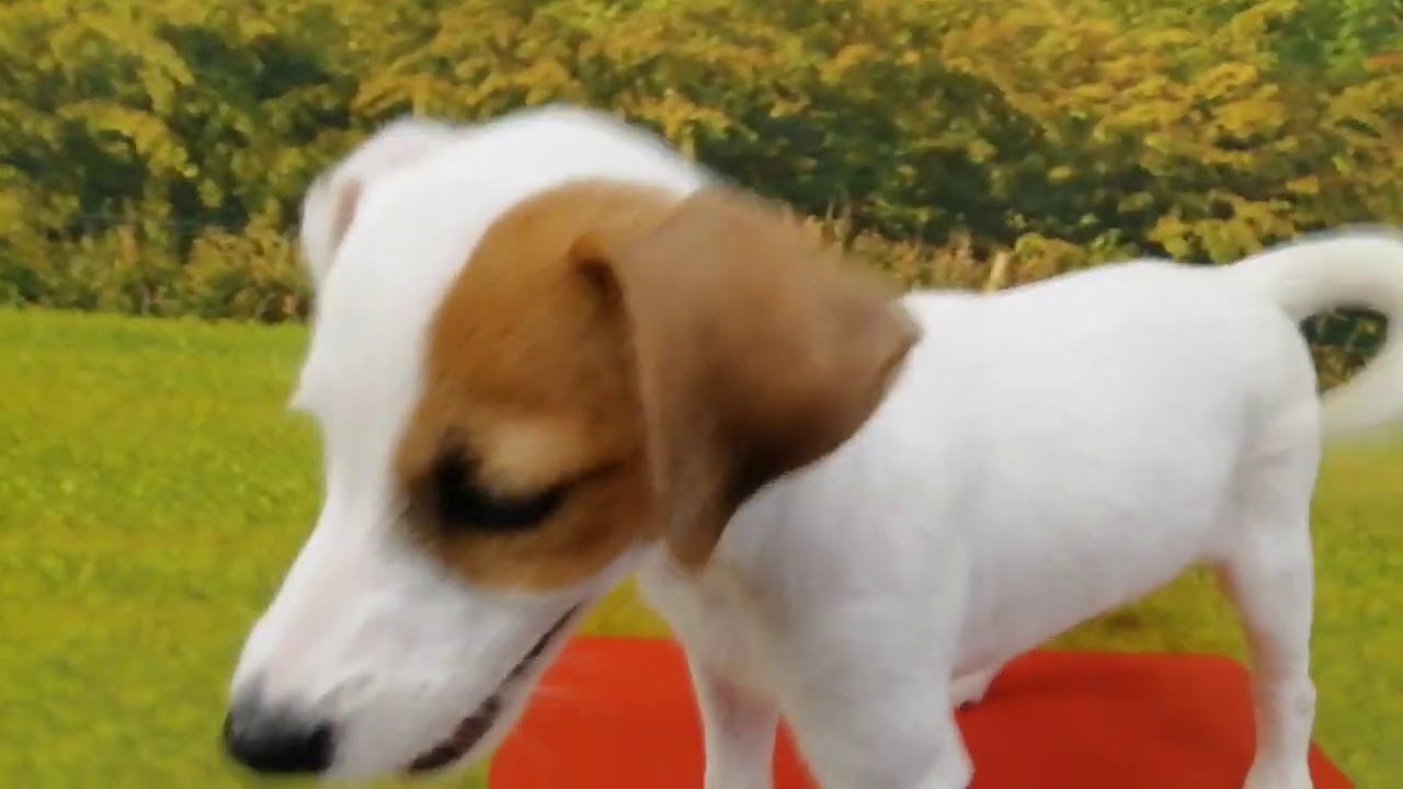 Cachorro Jack Parson Russell Terrier Hembra 9143 Aquanatura Barcelona