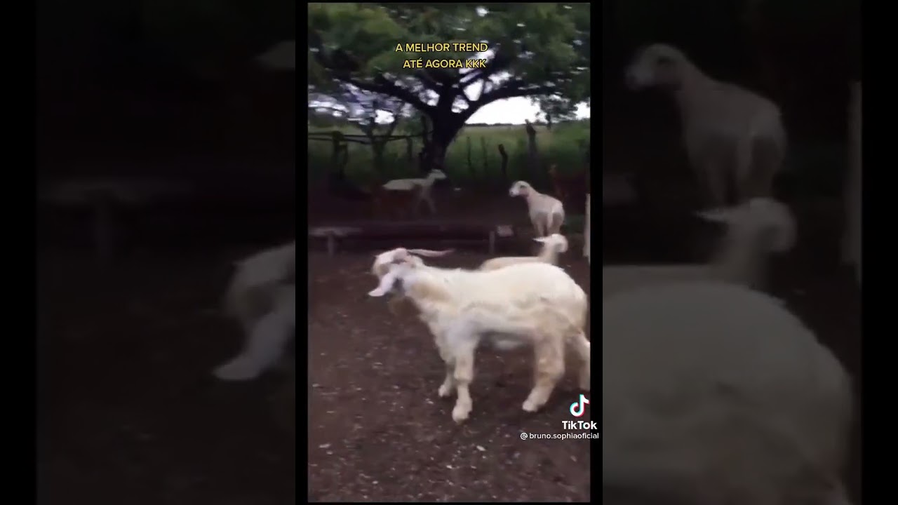 cachorro rebolando parte 2