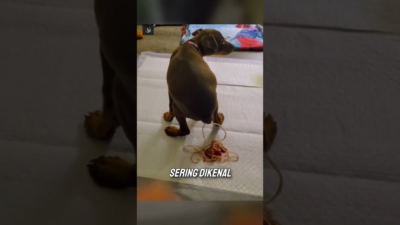 cacing panjang yang keluar dari dubur hewan