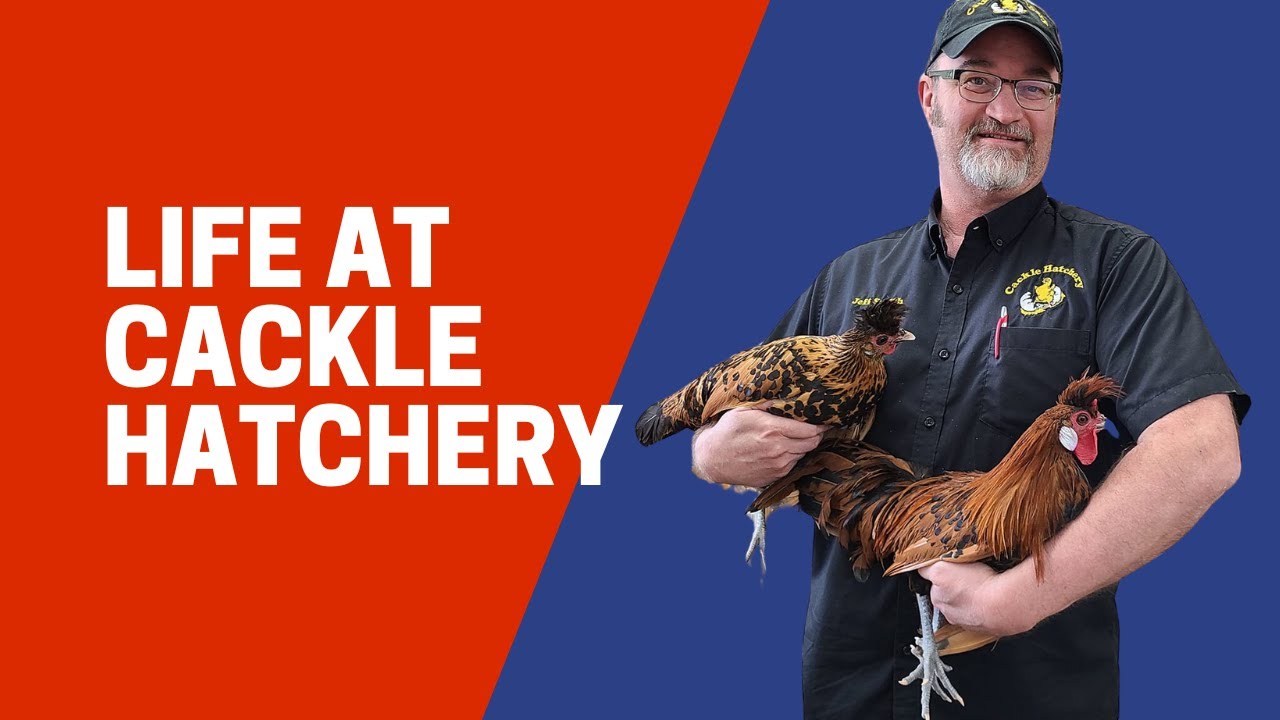 Cackle Hatchery Storefront Tour