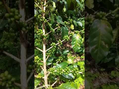 Café, Conversión a Orgánico Variedad Sarchimor