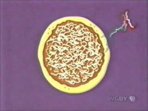 Cafe ZOOM/ ZOOM Znack Logos