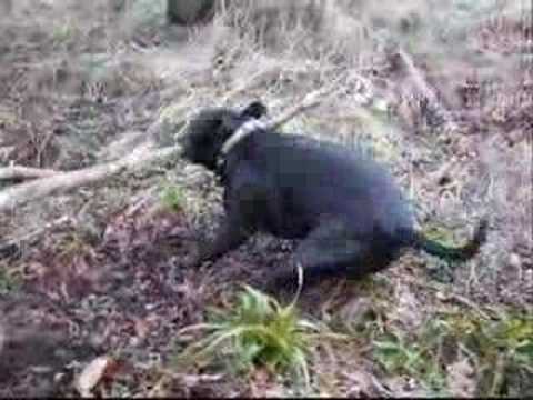 Cagney the staffie and his stick