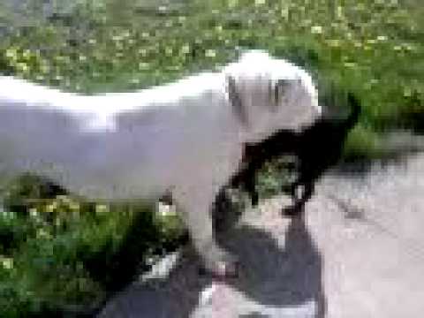 Caite and Rosie, my American Bulldog and Patterdale Terrier.