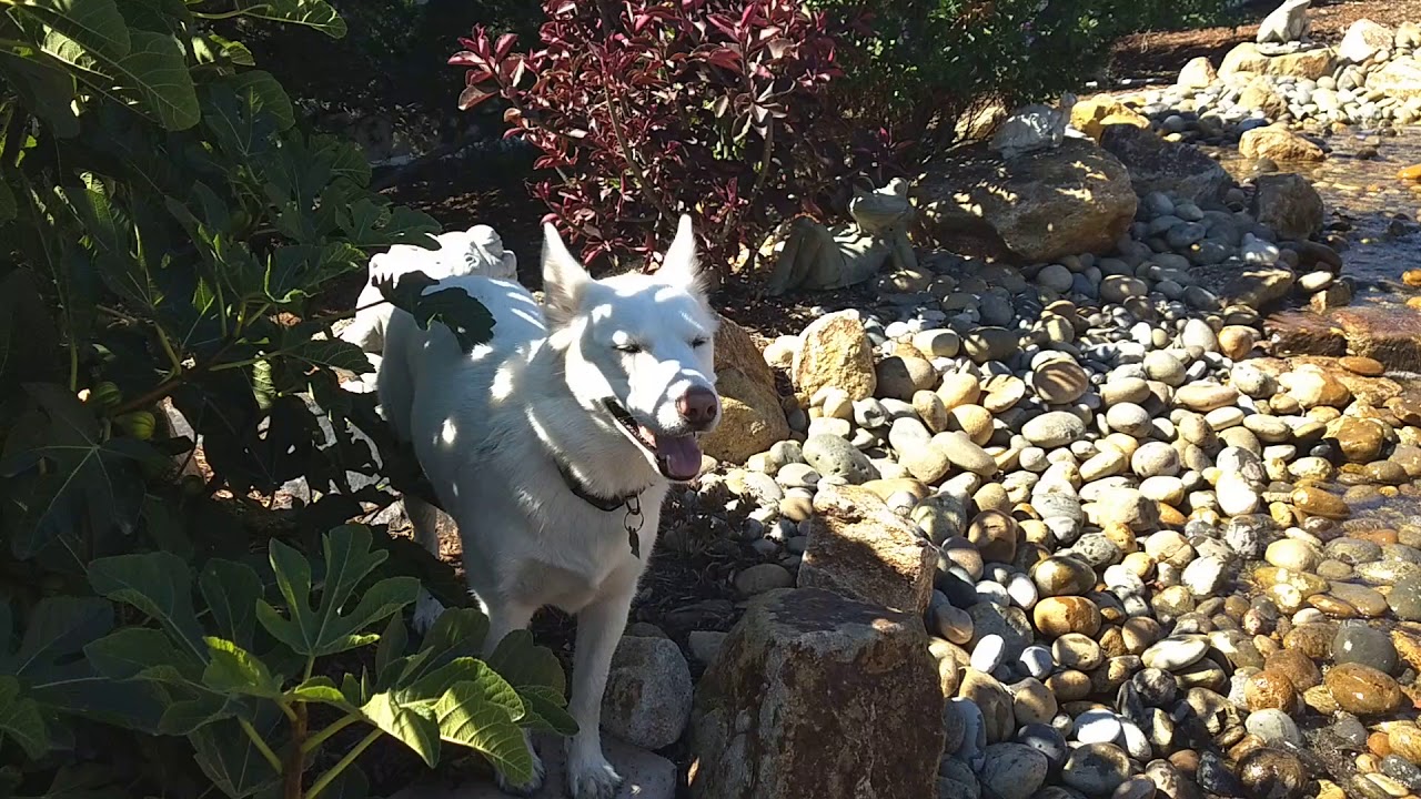 Call of the Wild , Iris The Husky .
