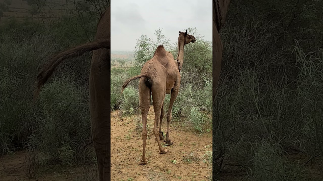 Camels are urinating الإبل تتبول #camellife #youtubeshorts #animals #TharSdesert