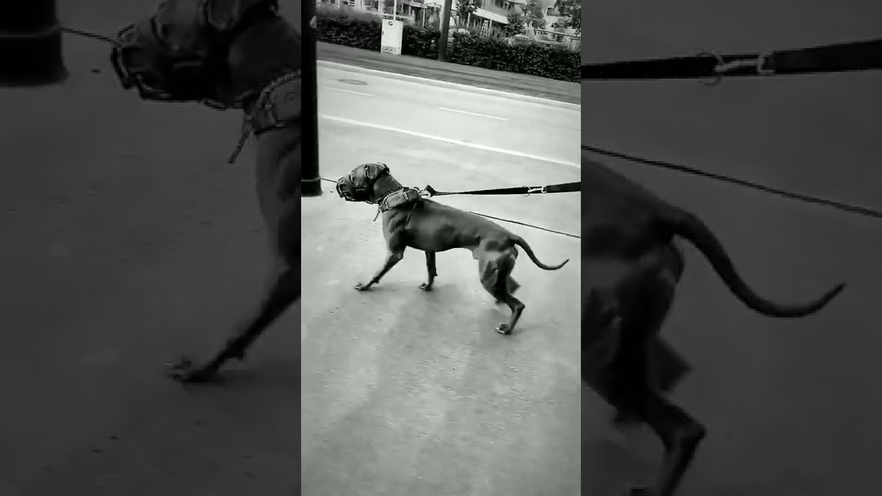 Campion line american pit bul terrier #apbt #pitbull